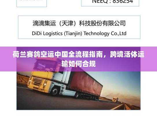 荷兰赛鸽空运中国全流程指南，跨境活体运输如何合规