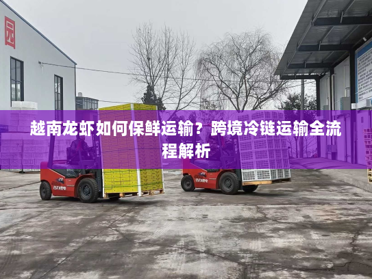 越南龙虾如何保鲜运输？跨境冷链运输全流程解析