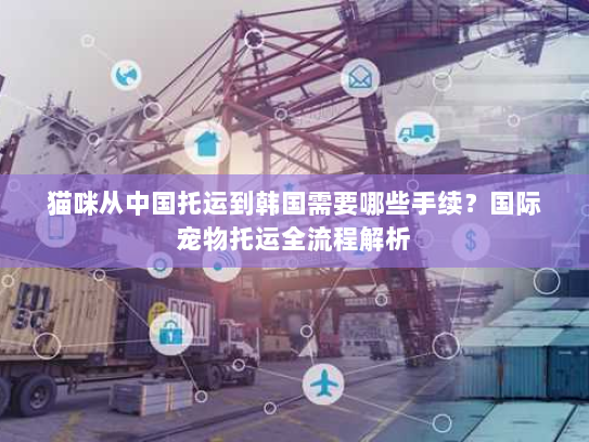 猫咪从中国托运到韩国需要哪些手续？国际宠物托运全流程解析