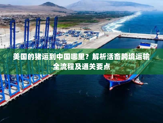 美国的猪运到中国哪里？解析活畜跨境运输全流程及通关要点