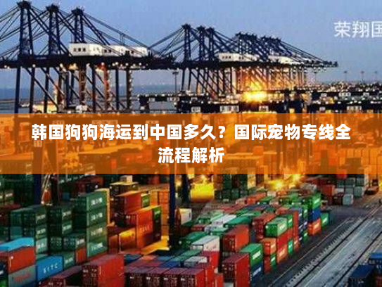 韩国狗狗海运到中国多久？国际宠物专线全流程解析