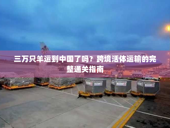 三万只羊运到中国了吗？跨境活体运输的完整通关指南