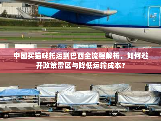 中国买猫咪托运到巴西全流程解析，如何避开政策雷区与降低运输成本？