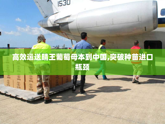 高效运送晴王葡萄母本到中国,突破种苗进口瓶颈