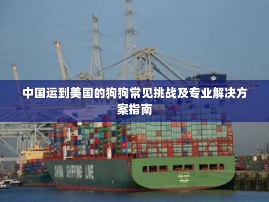 中国运到美国的狗狗常见挑战及专业解决方案指南