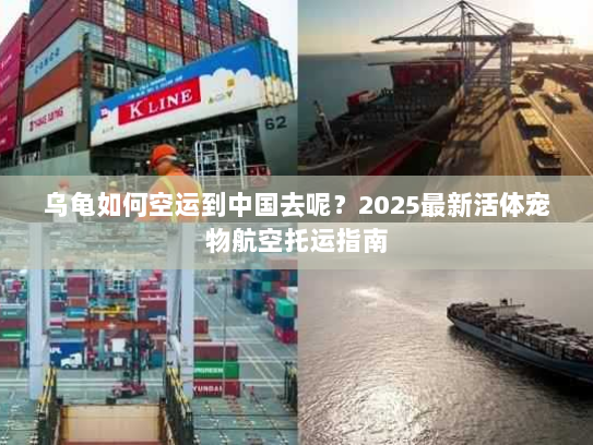 乌龟如何空运到中国去呢？2025最新活体宠物航空托运指南