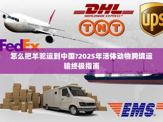 怎么把羊驼运到中国?2025年活体动物跨境运输终极指南