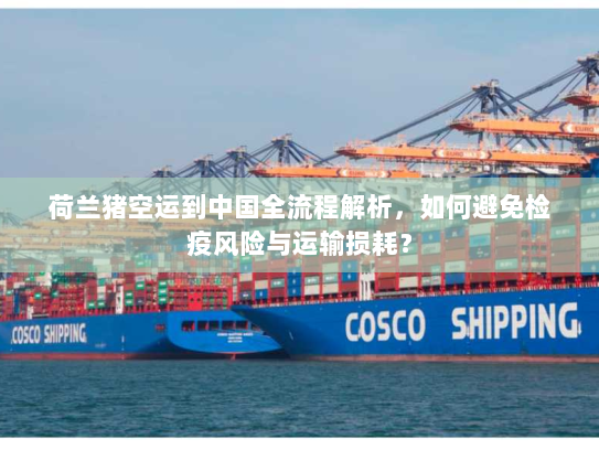 荷兰猪空运到中国全流程解析，如何避免检疫风险与运输损耗？