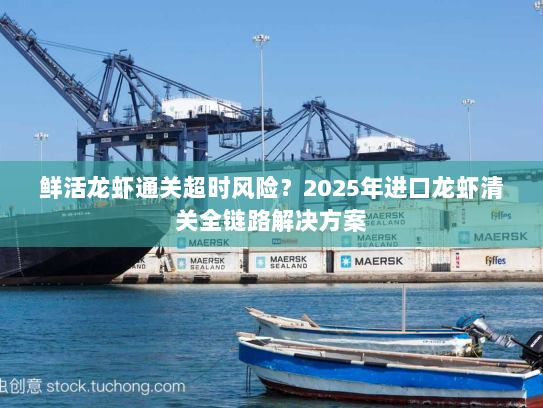 鲜活龙虾通关超时风险？2025年进口龙虾清关全链路解决方案