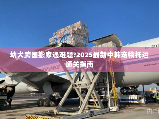 幼犬跨国搬家遇难题?2025最新中韩宠物托运通关指南