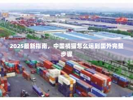 2025最新指南，中国橘猫怎么运到国外完整步骤