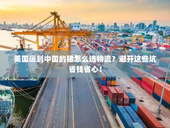 美国运到中国的猪怎么选物流?避开这些坑省钱省心! 美国运到中国的猪怎么选物流?避开这些坑省钱省心!