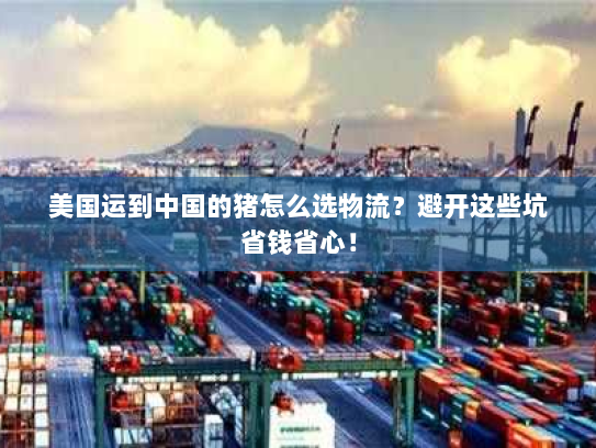 美国运到中国的猪怎么选物流?避开这些坑省钱省心! 美国运到中国的猪怎么选物流?避开这些坑省钱省心!