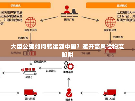 大型公猪如何转运到中国？避开高风险物流陷阱