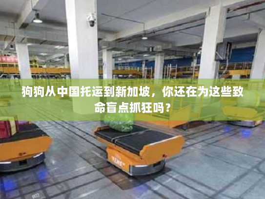 狗狗从中国托运到新加坡,你还在为这些致命盲点抓狂吗? 狗狗从中国托运到新加坡,你还在为这些致命盲点抓狂吗?