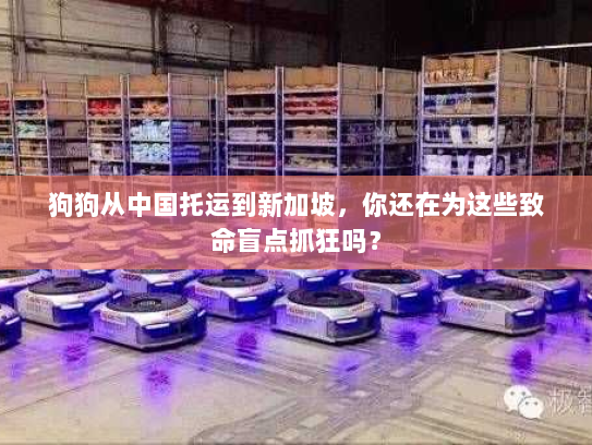 狗狗从中国托运到新加坡,你还在为这些致命盲点抓狂吗? 狗狗从中国托运到新加坡,你还在为这些致命盲点抓狂吗?