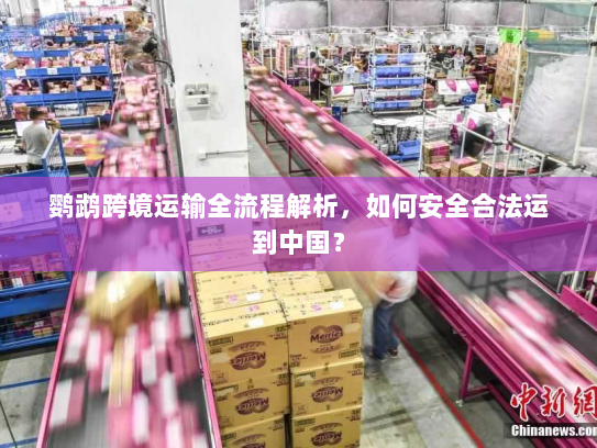鹦鹉跨境运输全流程解析，如何安全合法运到中国？