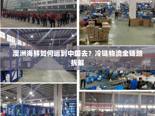 澳洲海鲜如何运到中国去?冷链物流全链路拆解 澳洲海鲜如何运到中国去?冷链物流全链路拆解