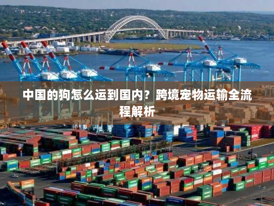 中国的狗怎么运到国内？跨境宠物运输全流程解析