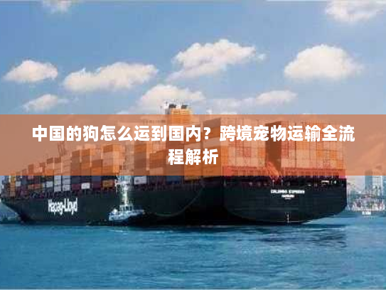 中国的狗怎么运到国内？跨境宠物运输全流程解析
