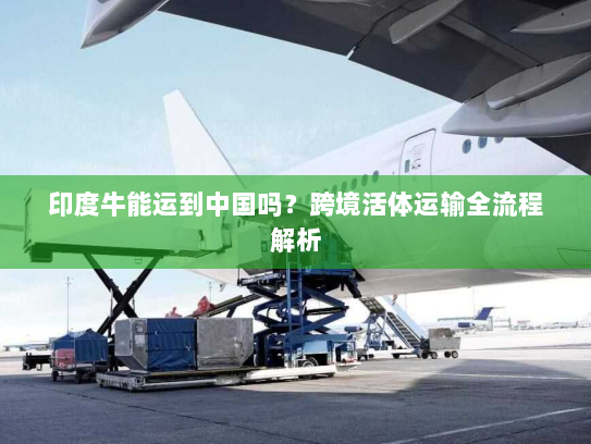 印度牛能运到中国吗？跨境活体运输全流程解析