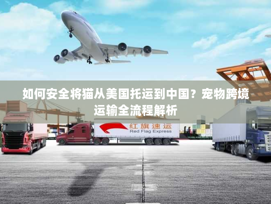 如何安全将猫从美国托运到中国？宠物跨境运输全流程解析