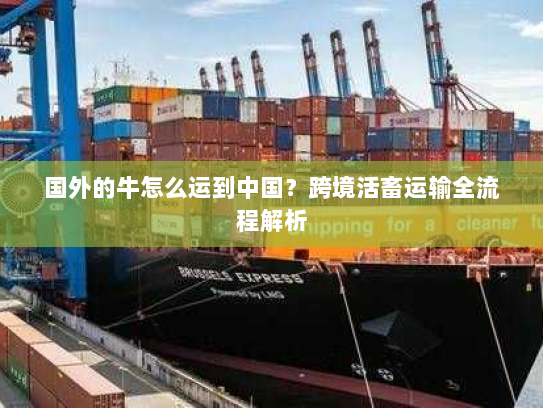 国外的牛怎么运到中国？跨境活畜运输全流程解析