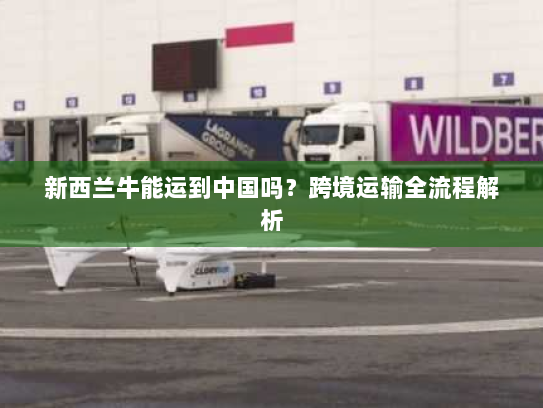 新西兰牛能运到中国吗？跨境运输全流程解析