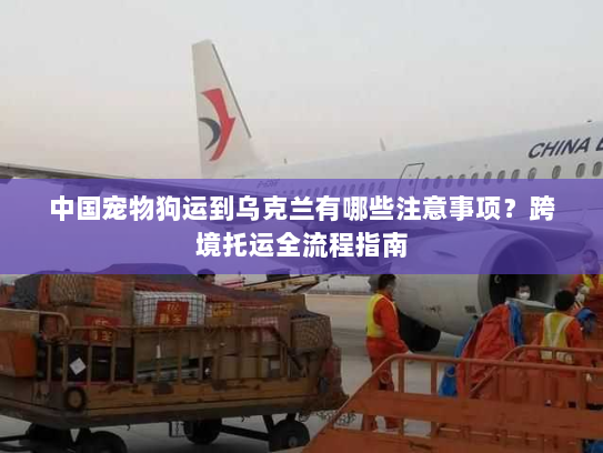 中国宠物狗运到乌克兰有哪些注意事项？跨境托运全流程指南
