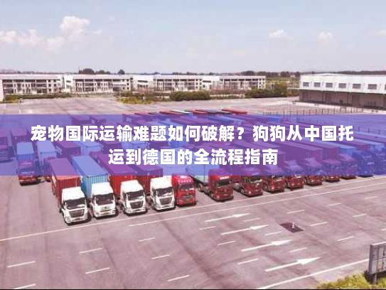 宠物国际运输难题如何破解？狗狗从中国托运到德国的全流程指南