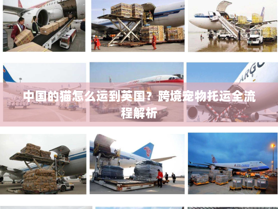 中国的猫怎么运到英国?跨境宠物托运全流程解析 中国的猫怎么运到英国?跨境宠物托运全流程解析